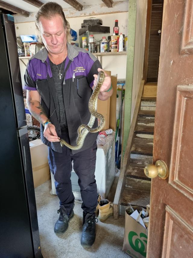 Snake safety warning Jimboomba Today